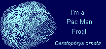 Pac Man Frog